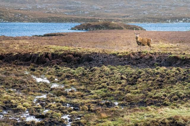 Red Deer with Loch Haladail in the background on the Isle of Harris in the Outer Hebrides, Scotland