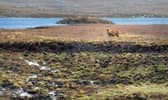 A photo of a Red deer with Loch Haladail in the background on the Isle of Harris