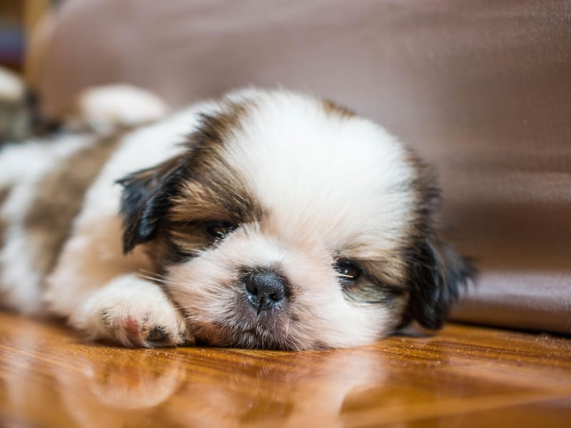 First bred in Tibet by crossing a Pekingese and a Lhaso Apso, the Shih Tzu is now more popular in the UK than both - with 2,337 registered in 2021.