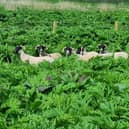 The sheep have developed a real taste for Giant Hogweed.