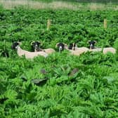 The sheep have developed a real taste for Giant Hogweed.
