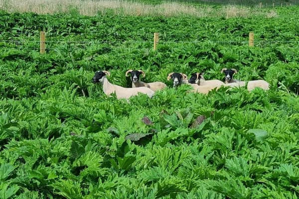 The sheep have developed a real taste for Giant Hogweed.