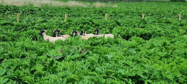The sheep have developed a real taste for Giant Hogweed.