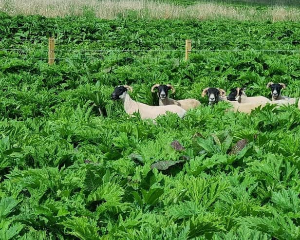The sheep have developed a real taste for Giant Hogweed.