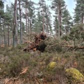 Forestry and Land Scotland (FLS) has issued a safety call to visitors heading out to woodland in the north east.