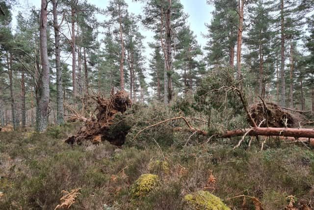 Forestry and Land Scotland (FLS) has issued a safety call to visitors heading out to woodland in the north east.