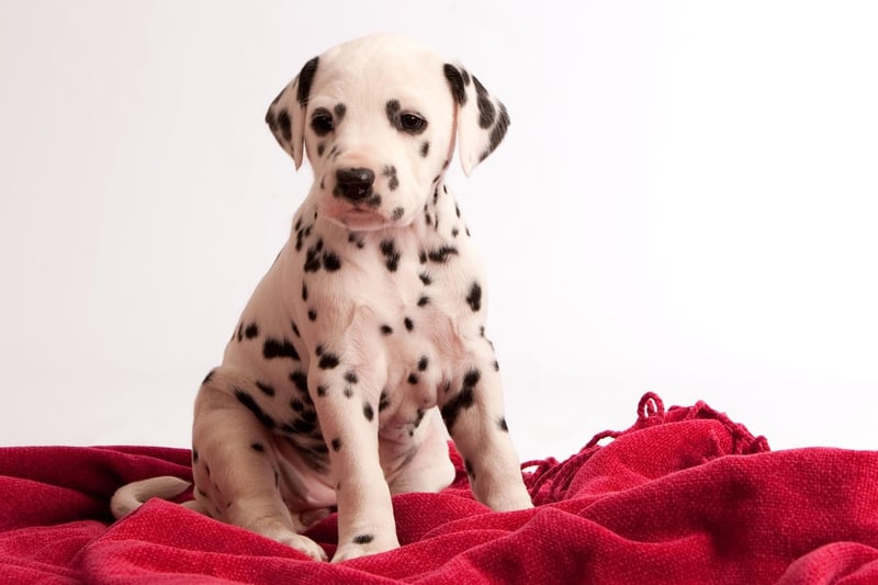 Famous Dalmatian owners include US president George Washington, Founding Father Benjamin Franklin, actor Glen Ford, singer Gloria Estafan, and playwright Eugene O'Neil.