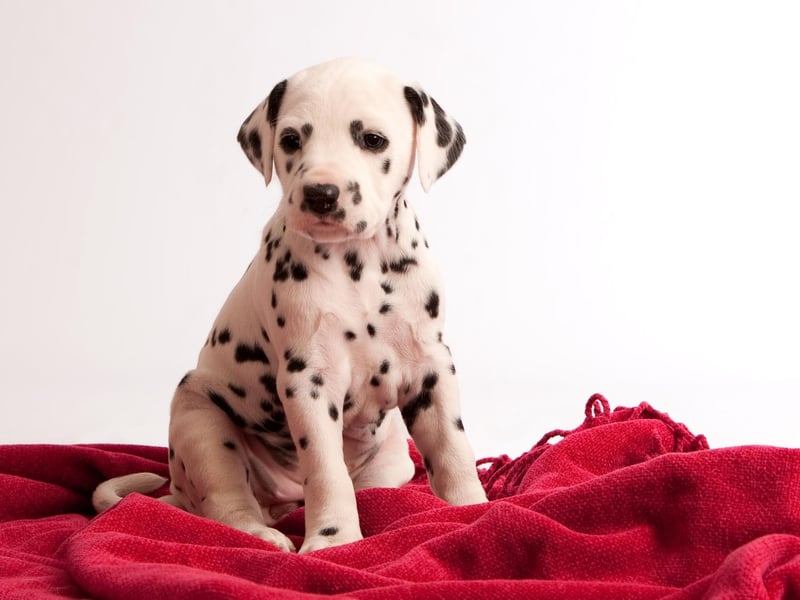 Famous Dalmatian owners include US president George Washington, Founding Father Benjamin Franklin, actor Glen Ford, singer Gloria Estafan, and playwright Eugene O'Neil.