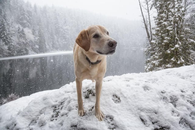 Be sure to dry your dog as soon as you get in and inspect their paws, bellies and ears for any icy patches that may have formed in these areas. Dry them thoroughly with a towel and ensure their bed or crate is in a warm area of your home so they can dry off and get comfortable as quickly as possible.