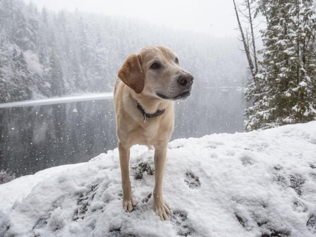 Be sure to dry your dog as soon as you get in and inspect their paws, bellies and ears for any icy patches that may have formed in these areas. Dry them thoroughly with a towel and ensure their bed or crate is in a warm area of your home so they can dry off and get comfortable as quickly as possible.