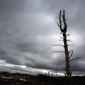 In many cases, felling trees will require a licence from Scottish Forestry (Picture: David Cheskin/PA)