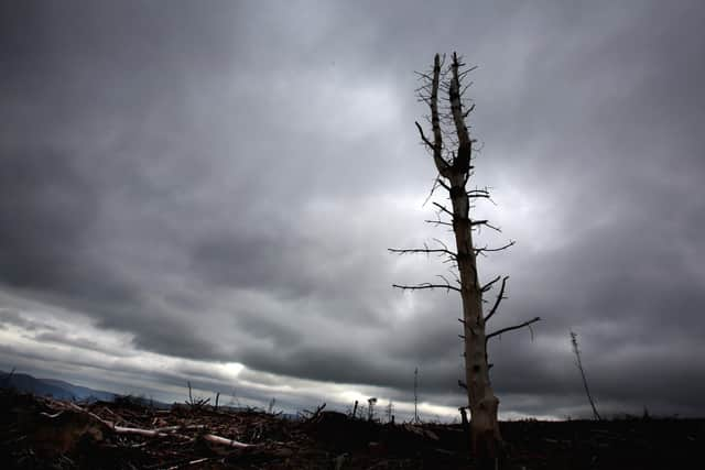 In many cases, felling trees will require a licence from Scottish Forestry (Picture: David Cheskin/PA)