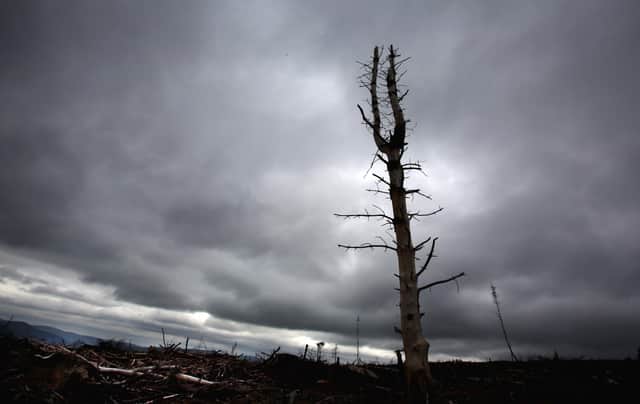 In many cases, felling trees will require a licence from Scottish Forestry (Picture: David Cheskin/PA)