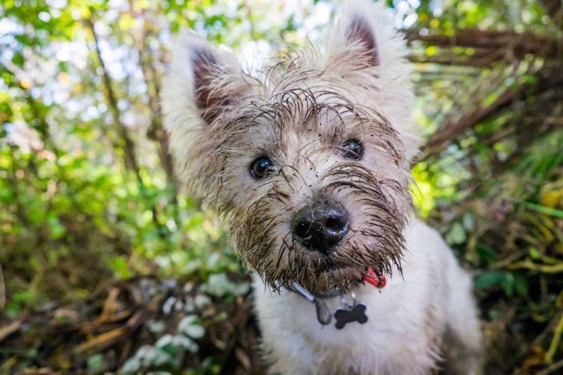 The Westie was first bred in the middle of the 19th century by Edward Donald Malcolm, the16th Laird of Poltalloch, in Argyllshire. His aim was simply to create a white breed of the normally-dark terrier.