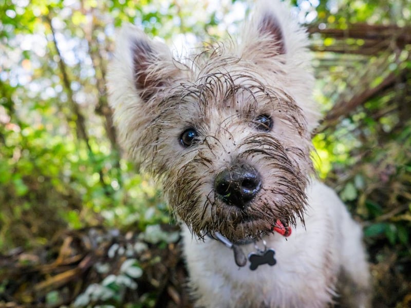 The Westie was first bred in the middle of the 19th century by Edward Donald Malcolm, the16th Laird of Poltalloch, in Argyllshire. His aim was simply to create a white breed of the normally-dark terrier.