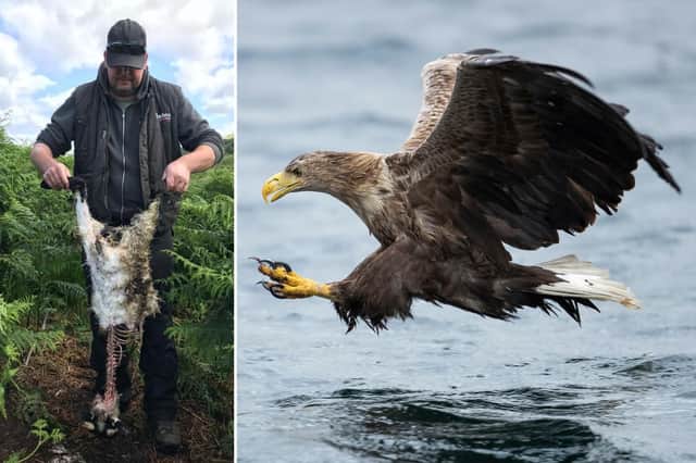 David Colthart holding up a dead lamb which he claims to have been killed by a sea eagle picture: supplied