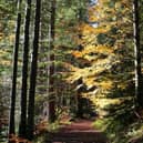 Tree plantations can be sold off as carbon credits (Picture: stock.adobe.com)