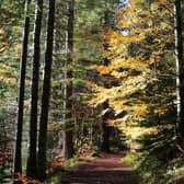 Tree plantations can be sold off as carbon credits (Picture: stock.adobe.com)