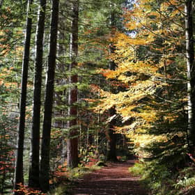 Tree plantations can be sold off as carbon credits (Picture: stock.adobe.com)
