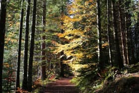 Tree plantations can be sold off as carbon credits (Picture: stock.adobe.com)