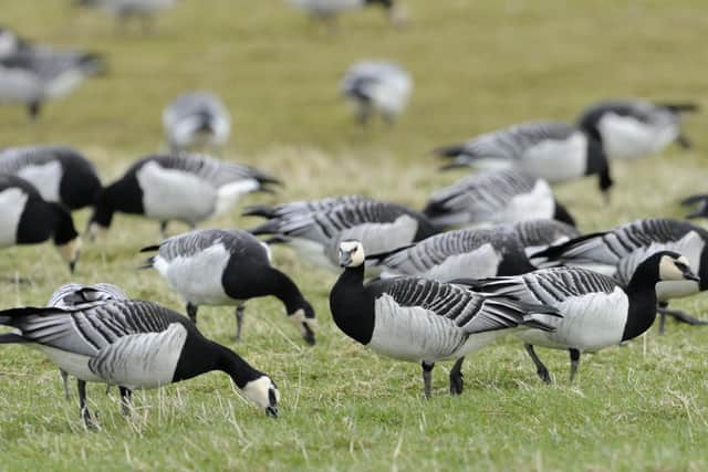 Flocks of barnacle geese fly all the way from Svalbard in the Arctic Circle each year to spend winter in Scotland -- landing in the area around Glengoyne distillery and at the WWT's Caerlaverock nature reserve on the Solway Firth, in Dumfries and Galloway. Picture: Lorne Gill/NatureScot