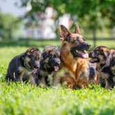 Looking for inspiration to name your new German Shepherd puppy?