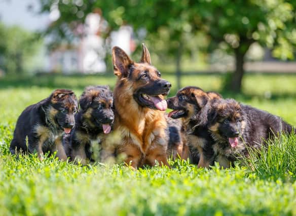 Looking for inspiration to name your new German Shepherd puppy?