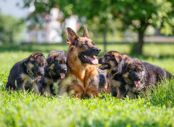 Looking for inspiration to name your new German Shepherd puppy?