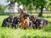Looking for inspiration to name your new German Shepherd puppy?