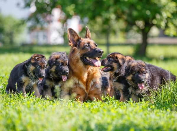 Looking for inspiration to name your new German Shepherd puppy?