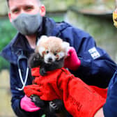 Ruby was born in July at the Royal Zoological Society of Scotland's (RZSS) Edinburgh Zoo.