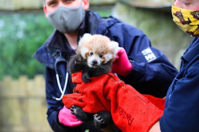 Ruby was born in July at the Royal Zoological Society of Scotland's (RZSS) Edinburgh Zoo.