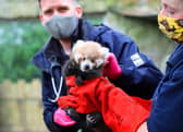 Ruby was born in July at the Royal Zoological Society of Scotland's (RZSS) Edinburgh Zoo.