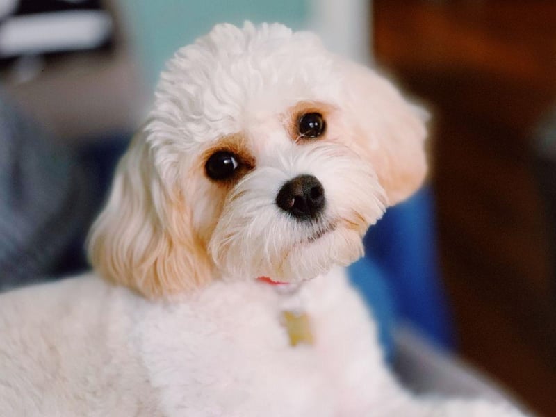 Tying with the Cockapoo in fourth place are another crossbreed - the Cavachons (a mixture of Cavalier King Charles Spaniel and Bichon Frise). They have fairly high energy levels but a quick walk around the block before bedtime should make sure they sleep through.