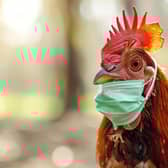 Workers at a chicken processing plant took their employer to court after catching Covid-19 (Picture: Adobe)