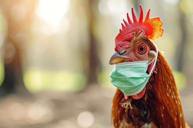 Workers at a chicken processing plant took their employer to court after catching Covid-19 (Picture: Adobe)