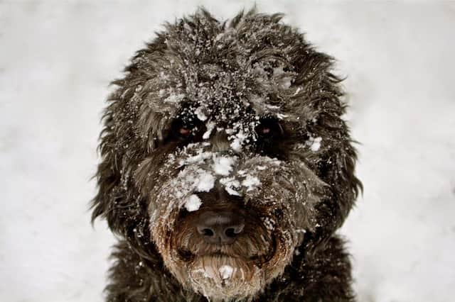 A few simple tips can help keep your dog safe while walking in snow.