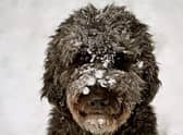 A few simple tips can help keep your dog safe while walking in snow.