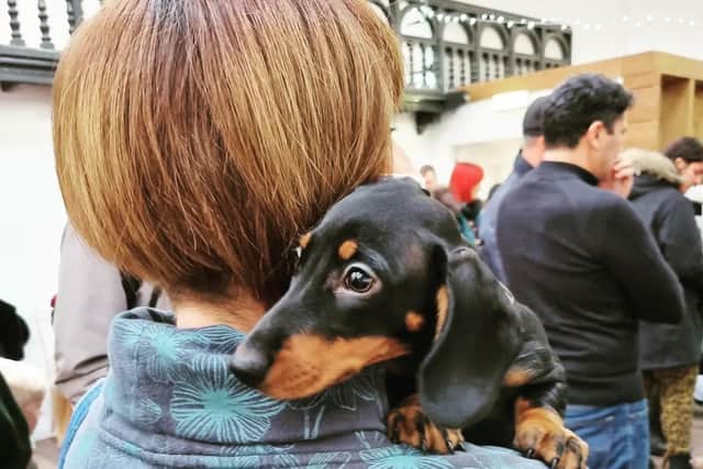 Pup on shoulder