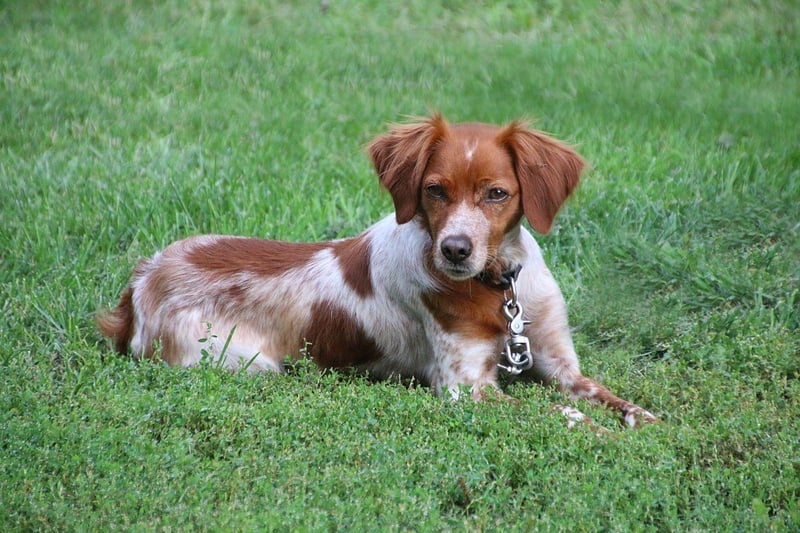 A breed that came close to extinction at the end of the 19th century, the Irish Red and White Setter was originally bred to hunt game birds. Aside from its colouring it is virtually identical to the Red Setter.