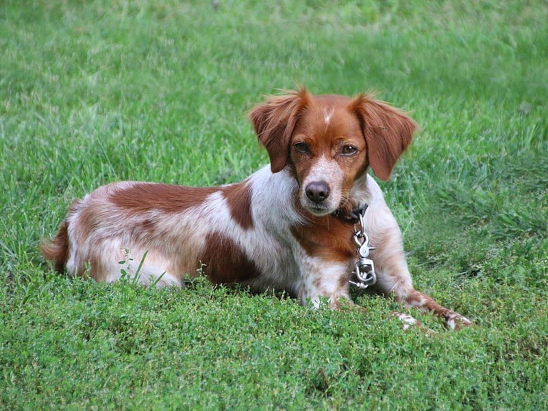 A breed that came close to extinction at the end of the 19th century, the Irish Red and White Setter was originally bred to hunt game birds. Aside from its colouring it is virtually identical to the Red Setter.