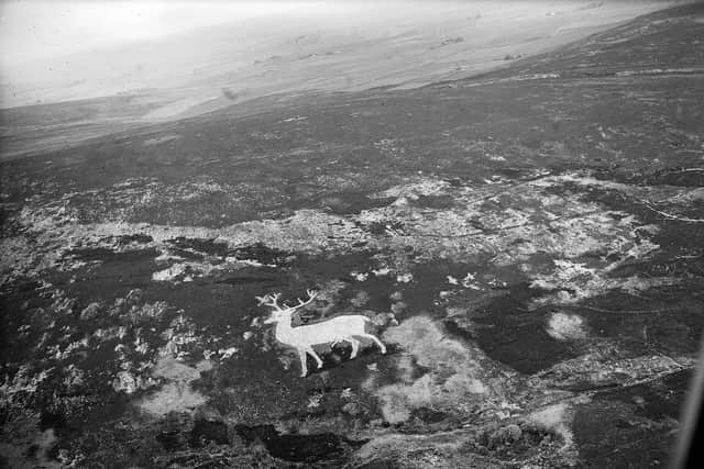 The white stag pictured in the late 1990s after the last clean-up. PIC: National World.