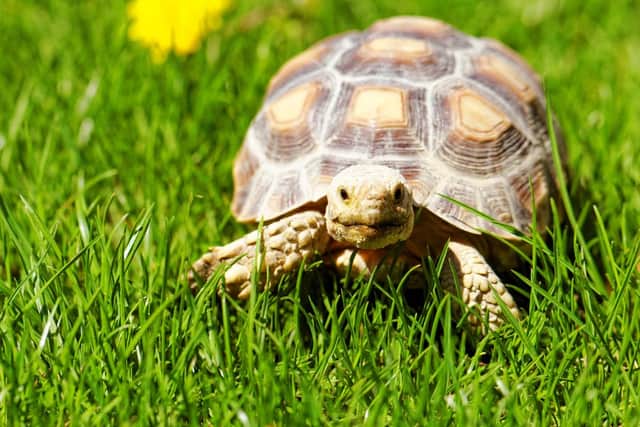 A house in Murrayfield on the market for £975,000 comes with an ancient pet tortoise included. (Stock photo)