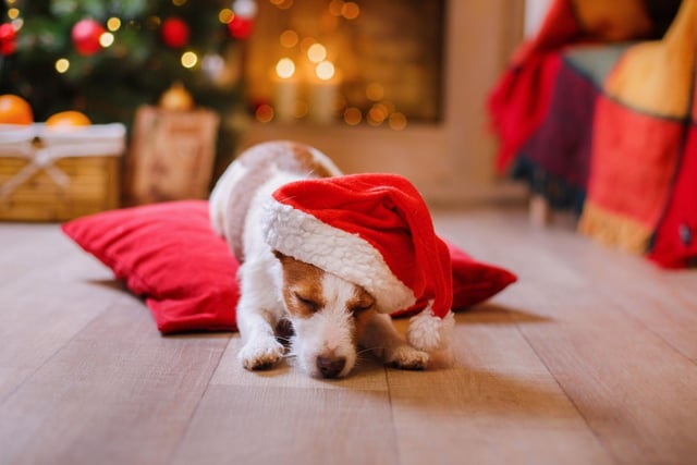 Your dog may feel anxious about the noise of present unwrapping and banging crackers. Many dogs will be much happier and relaxed in a different room when festivities get a little too loud. Give them options to easily leave a room if they wish.