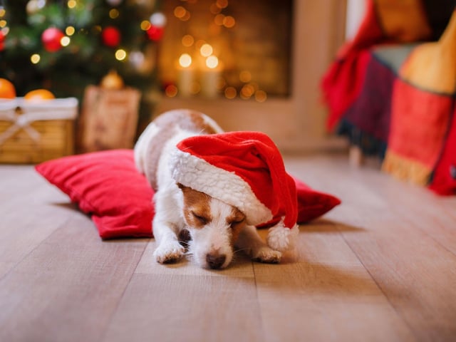 Your dog may feel anxious about the noise of present unwrapping and banging crackers. Many dogs will be much happier and relaxed in a different room when festivities get a little too loud. Give them options to easily leave a room if they wish.