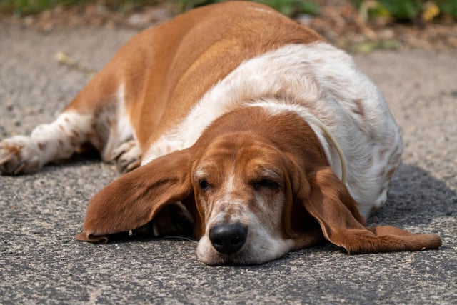 It takes serious amounts of energy to be aggressive - reserves that the notoriously lazy Basset Hound will be loath to dip into unless really needed.