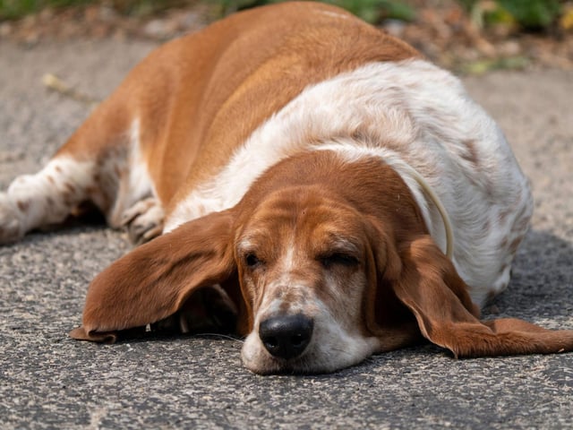 It takes serious amounts of energy to be aggressive - reserves that the notoriously lazy Basset Hound will be loath to dip into unless really needed.
