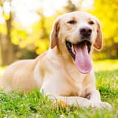 Here are the 10 most popular gundog breeds according to the Kennel Club (Getty Images)