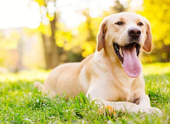 Here are the 10 most popular gundog breeds according to the Kennel Club (Getty Images)