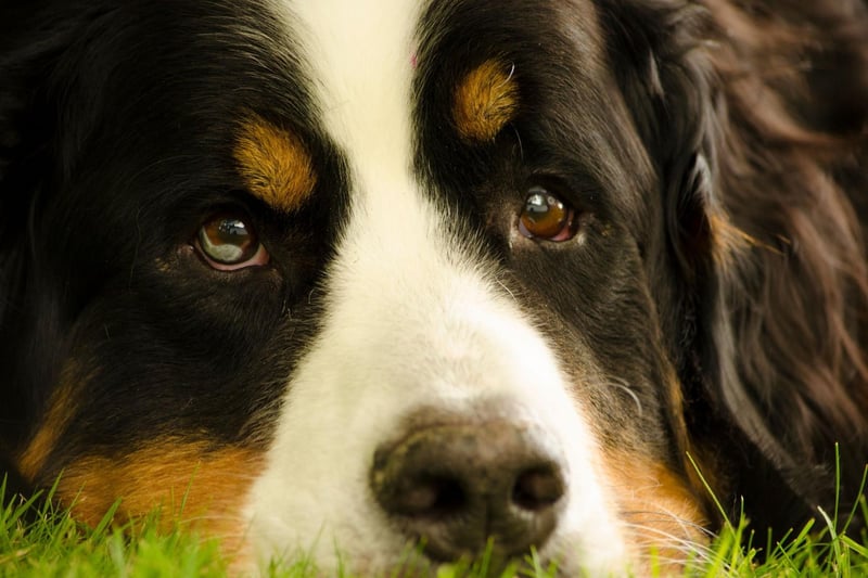Another breed used to high altitudes, the Bernese Mountain Dog also tends to create plenty of excess saliva. The warmer the temperature, the more they drool - so expect plenty of wet patches on the carpet during the summer in particular.